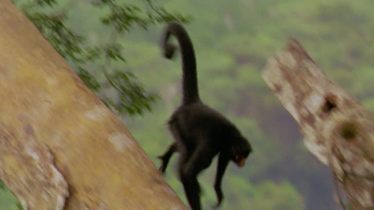 Tree Manu Peruvian Black Spider Monkey Videos and HD Footage - Getty Images
