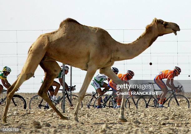 The pack rides past a camel during the first stage of the 5th edition of the Tour of Qatar cycling race between Khalifa stadium and Al Khor Corniche,...