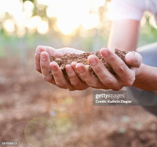 hands holding red soil - hands red soil stock pictures, royalty-free photos & images