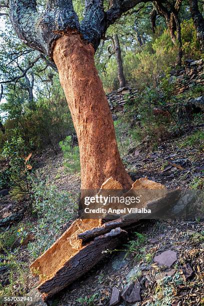 cork oak and bark - cork tree fotografías e imágenes de stock