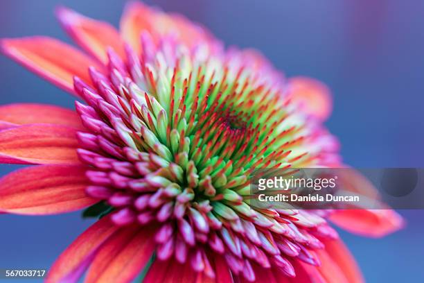 gorgeous echinacea - equinácea fotografías e imágenes de stock