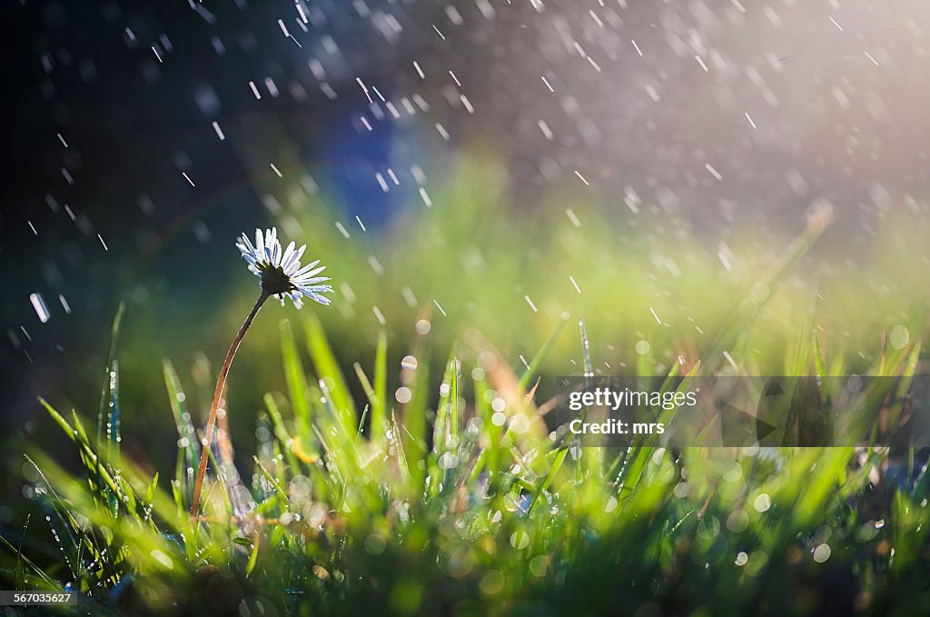 Flower in rain