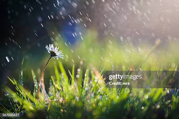 flower in rain - spring grass stock pictures, royalty-free photos & images