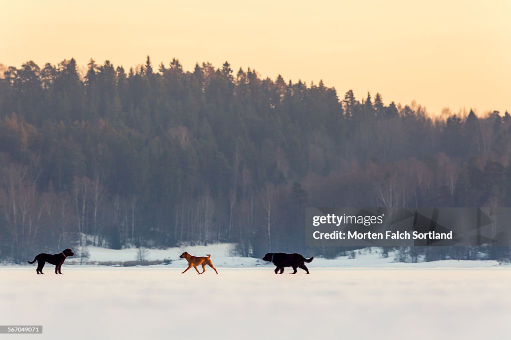 Dogs on the ice