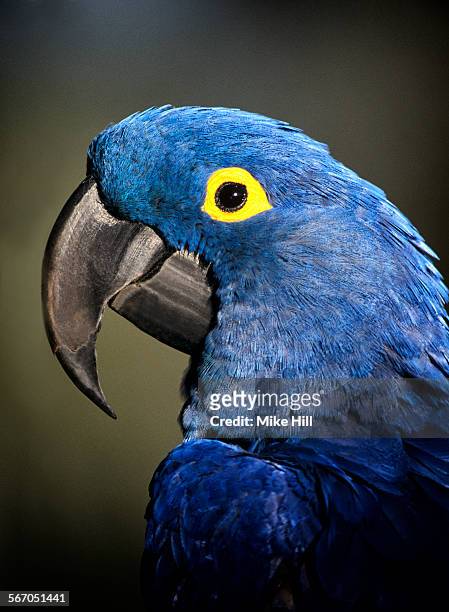hyacinth macaw portrait - blue and yellow macaws stock-fotos und bilder