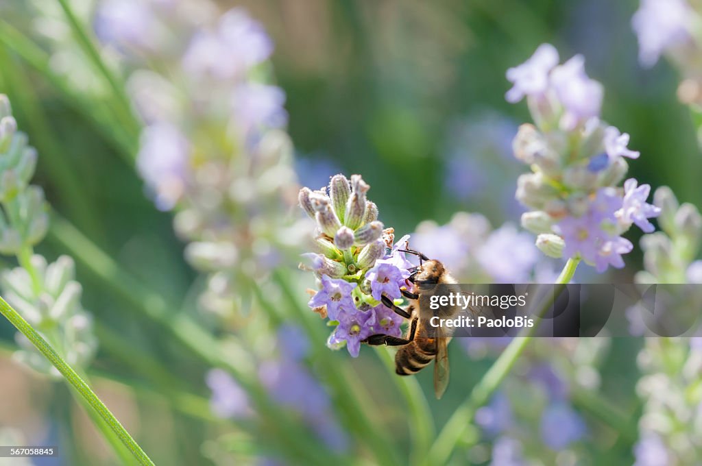 Macro of Bee on a Lavender Flower