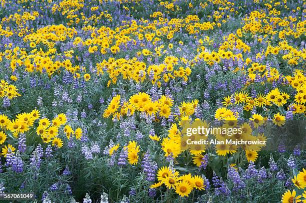 wildflowers, north cascades, washington - methow valley stock pictures, royalty-free photos & images