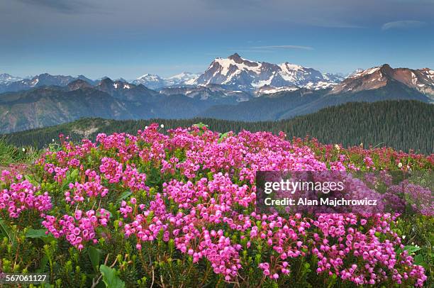 mount shuksan from skyline divide - north cascades national park stock pictures, royalty-free photos & images