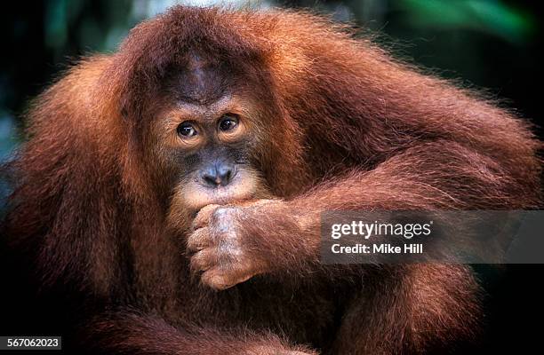 Juvenile orangutan