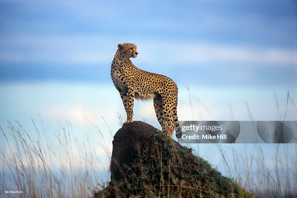 Cheetah on a termite mound
