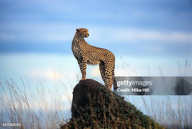 cheetah on a termite mound - jachtluipaard stockfoto's en -beelden