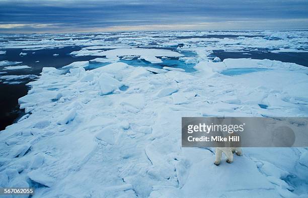 polar bear on sea ice - poolkap stockfoto's en -beelden