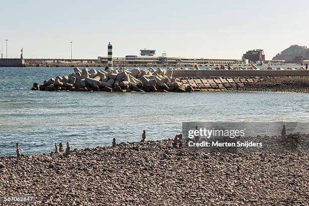 pebble beach at funchal harbor with rockpiles - funchal imagens e fotografias de stock