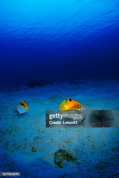 threadfin butterflyfish - butterflyfish stock pictures, royalty-free photos & images