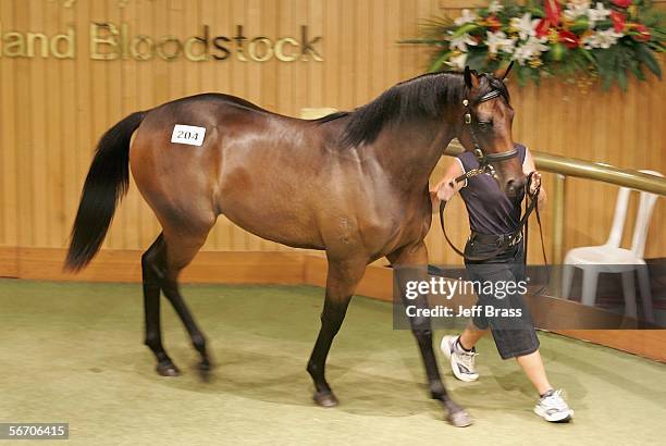 Lot 204, a Bay Filly from Lyndhurst Farm by "Encosta de Lago," out of "Baroness Britney" is walked past buyers on day two of the Karaka yearling...