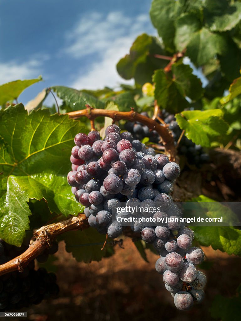 Wine Grapes, Vineyard