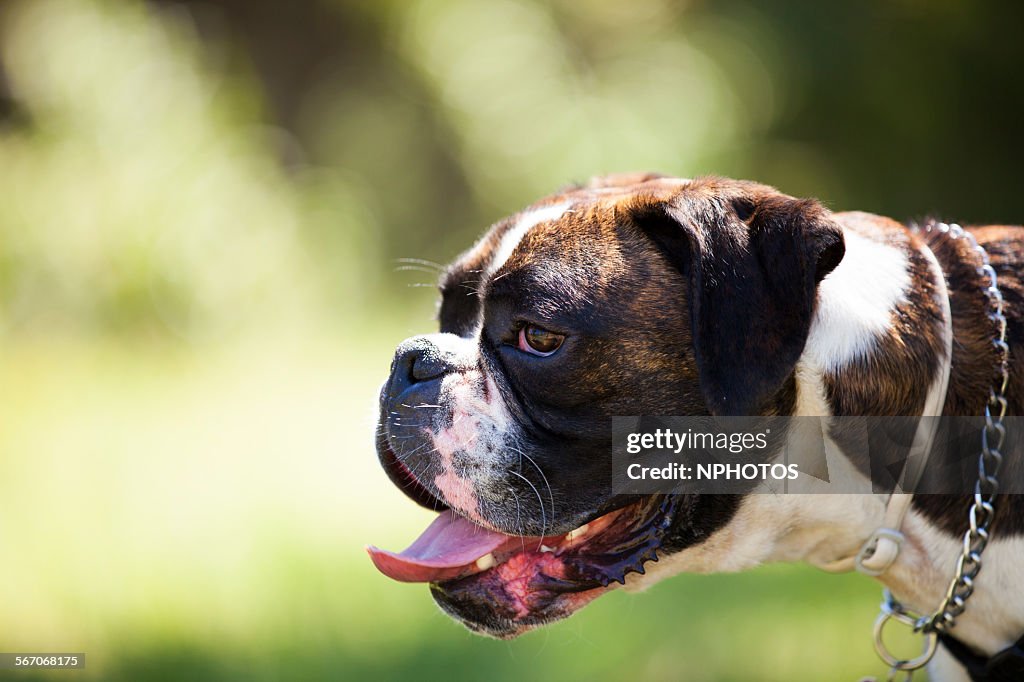 Boxer dog portrait