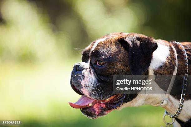 boxer dog portrait - hijgen stockfoto's en -beelden