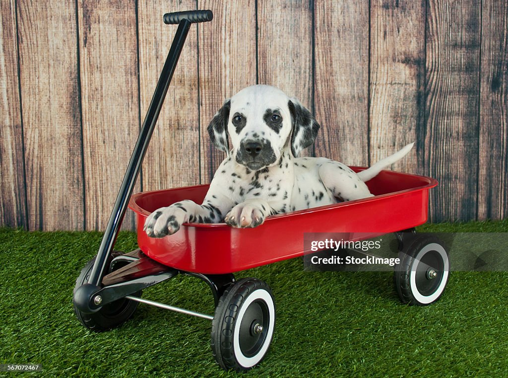 Little Red Wagon