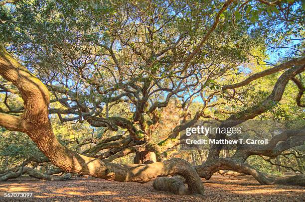 angel oak - angel oak tree stock-fotos und bilder