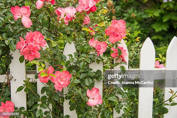 roses on white fence - white rose garden stock pictures, royalty-free photos & images