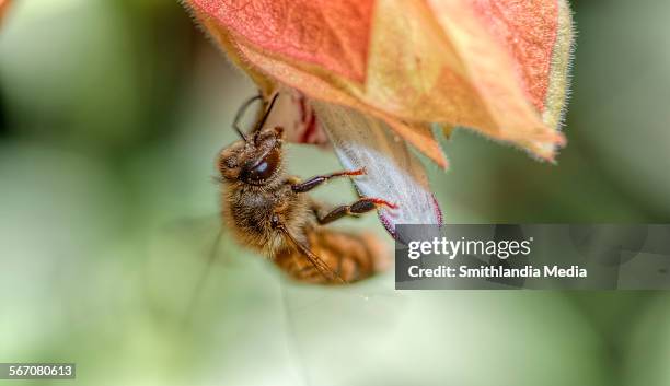 honey bee on a shrimp plant - apis mellifera scutellata stock pictures, royalty-free photos & images