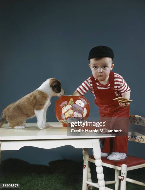 Little boy is discovered with his hand in the biscuit jar, a St. Bernard puppy is his accomplice, 1949.