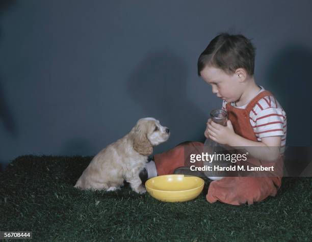 Golden retriever puppy looks imploringly at his young owner who is about to pour him a bowl of milk, 1946.