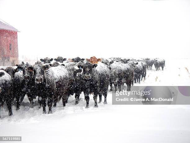 winter herd - cattle in frost stock-fotos und bilder