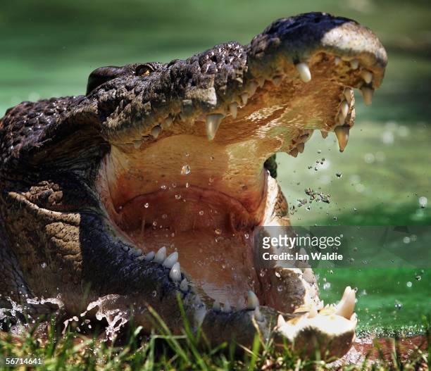 Saltwater Crocodile is pictured at the Australian Reptile Park January 23, 2006 in Sydney, Australia. The Saltwater Crocodile, the world's largest...