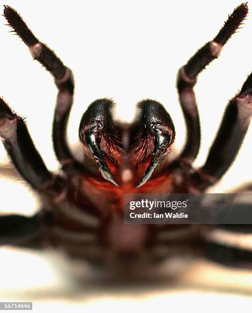 Funnel Web spider is pictured at the Australian Reptile Park January 23, 2006 in Sydney, Australia. The Funnel Web is one of Australia's deadliest...