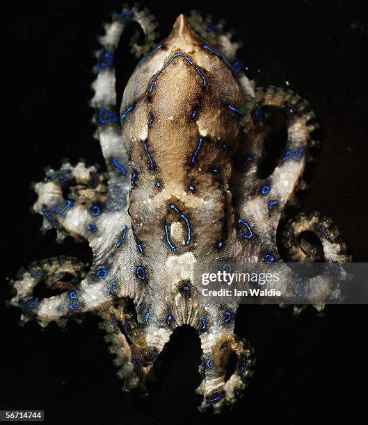 Blue Ring Octopus is pictured at Oceanworld Aquarium January 24, 2006 in Sydney, Australia. This Octopus has venom called cephalotoxin, and is...