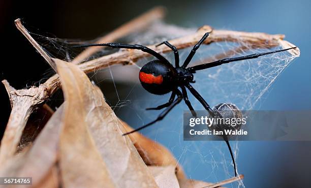 Redback Spider is pictured at the Australian Reptile Park January 23, 2006 in Sydney, Australia. The Redback, probably Australia's best-known deadly...