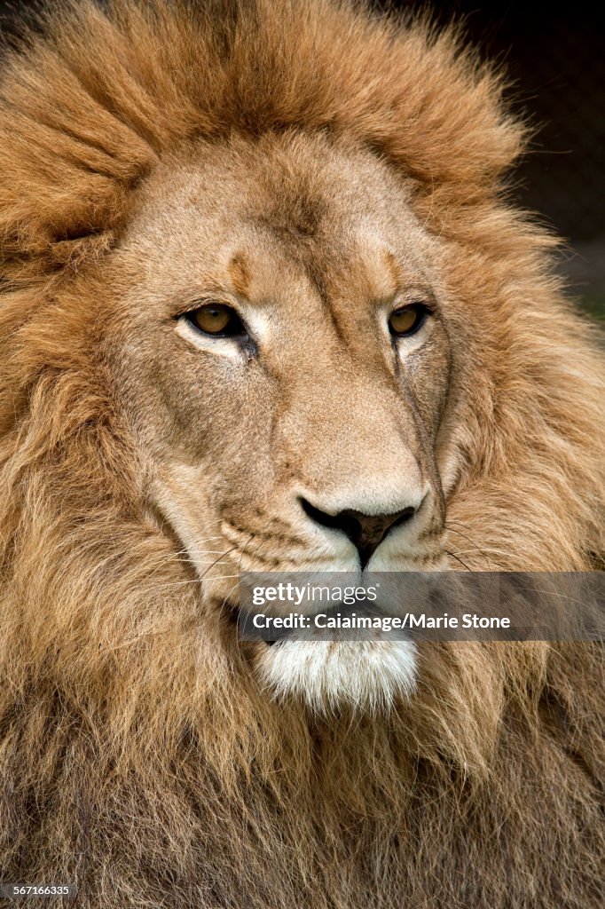 Close up of lion with golden mane