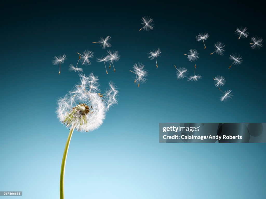 Dandelion seeds blowing on blue background