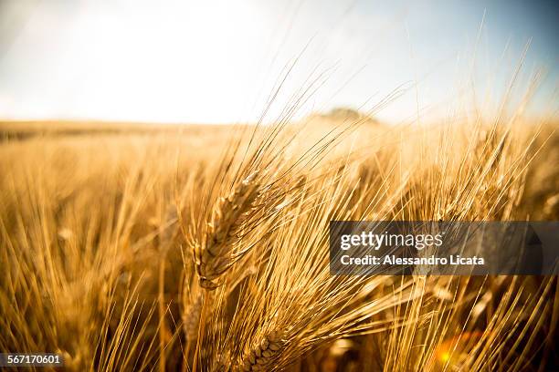 the wheat in summer - grama de ponta imagens e fotografias de stock