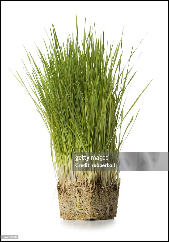 Close-up of a wheatgrass plant