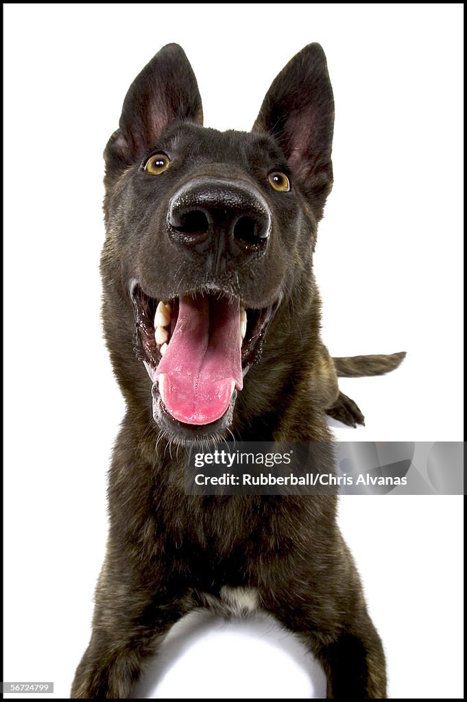 Close-up of a black dog looking up