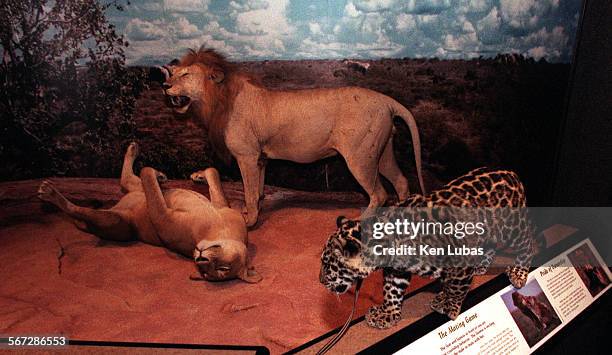 87 Jaguar Animal Running Photos and Premium High Res Pictures - Getty Images 87 Jaguar Animal Running Photos and Premium High Res Pictures - Getty Images