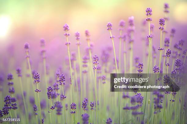 lavender field - シソ科 ストックフォトと画像