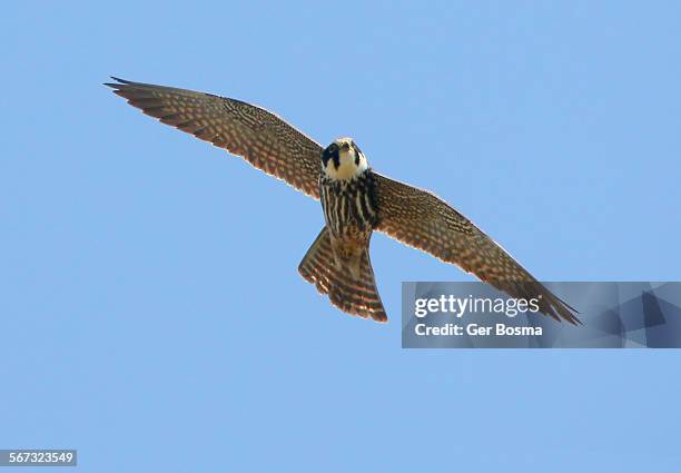 eurasian hobby falcon - falco subbuteo stock pictures, royalty-free photos & images