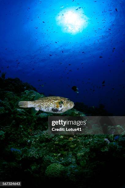 map puffer - map puffer fish stock pictures, royalty-free photos & images