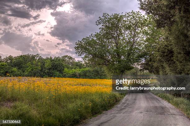 field with yellow flowers along a county road - missouri mittlerer westen stock-fotos und bilder