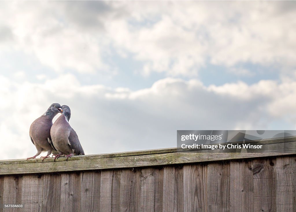 Pigeon love