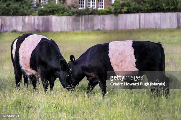 belted bulls stand off - howard ranch stockfoto's en -beelden