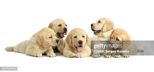 five puppies on white - yellow lab puppies stock pictures, royalty-free photos & images