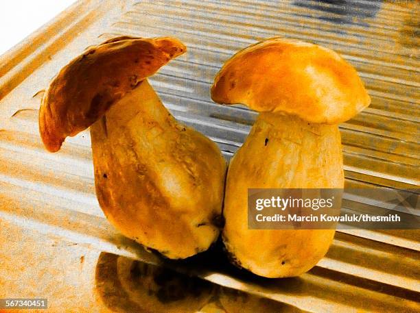 two boletus edulis mushrooms - image1 stock pictures, royalty-free photos & images