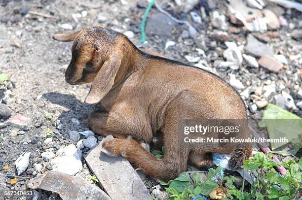 young goat sleeping on stones - half man half goat stock-fotos und bilder