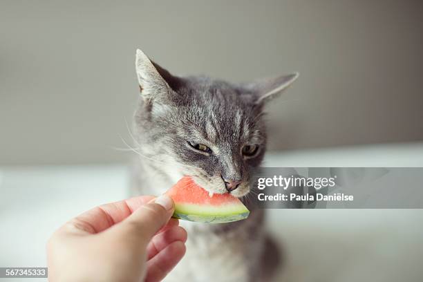 sink your teeth into it - feeding cat stock pictures, royalty-free photos & images