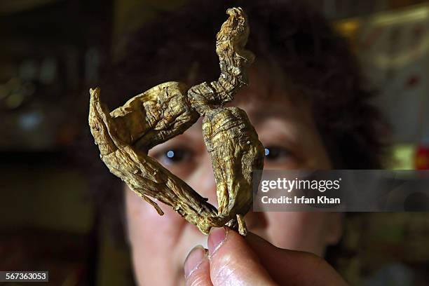 Jenny Trinh holds a piece of American ginseng that is being sold for $2300 per-pound at Shinsen Ginseng and Herbs, Inc. In San Gabriel.